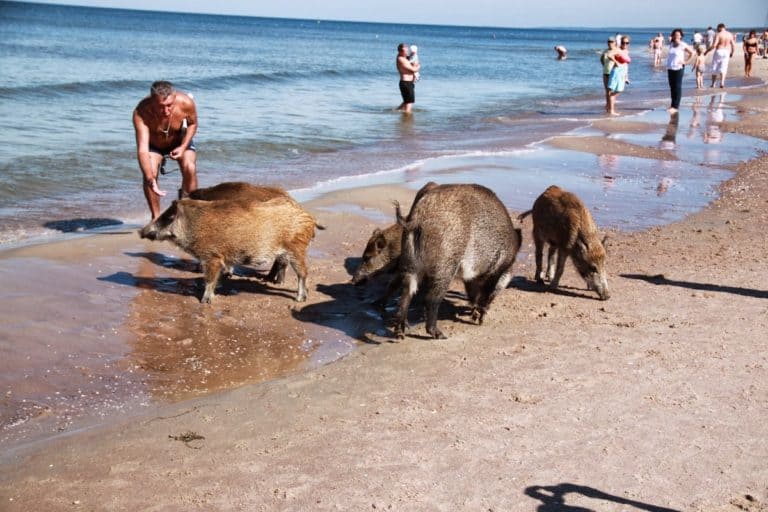 feeding boars on the beach poland