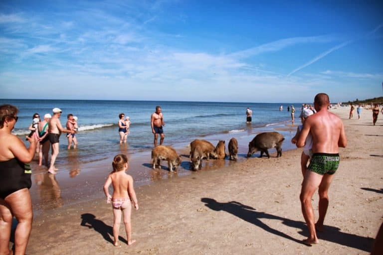 Schweine am Strand Polen