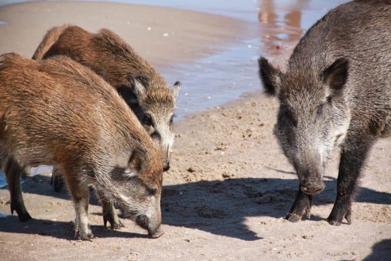 Polnische Bahamas - Besuchen Sie den Wild Pigs Beach in Krynica Morska