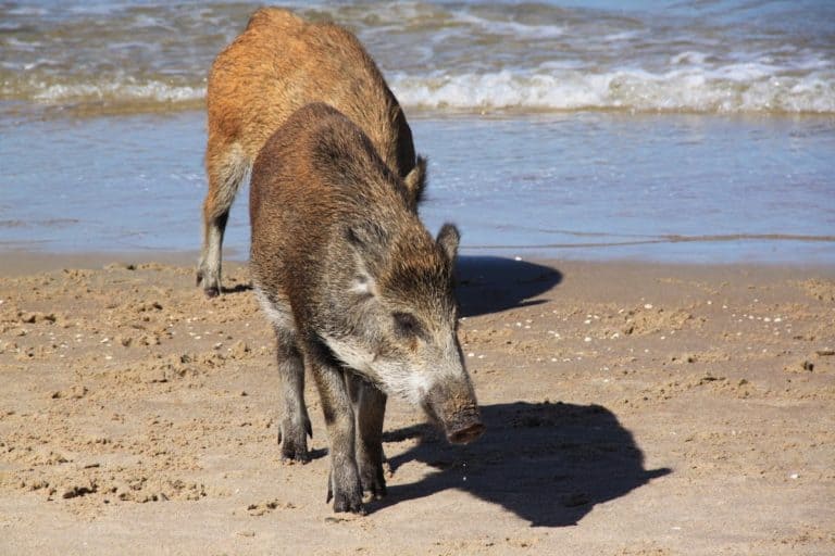 Polnische Bahamas - Besuchen Sie den Wild Pigs Beach in Krynica Morska