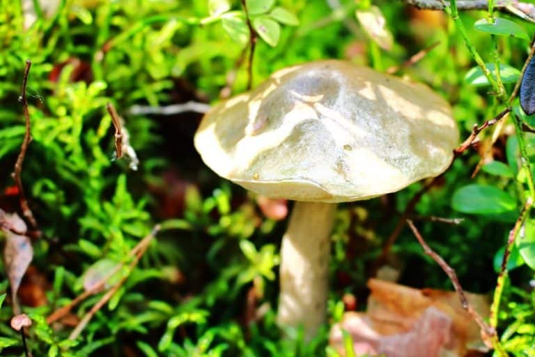 Mushroom Hunting The Best Summer Activity In Poland!